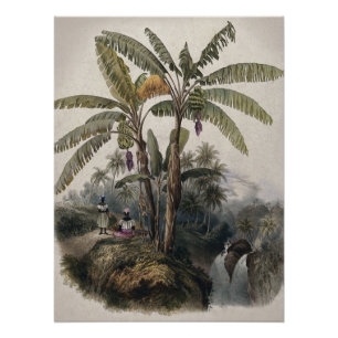 Póster Floresta Tropical Antiquada de Banana   Vintage Bo