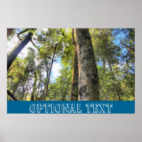 Floresta Tropical Australiana Eucalyptus Gum Trees