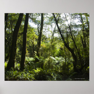 Póster Floresta tropical com árvores e a árvore