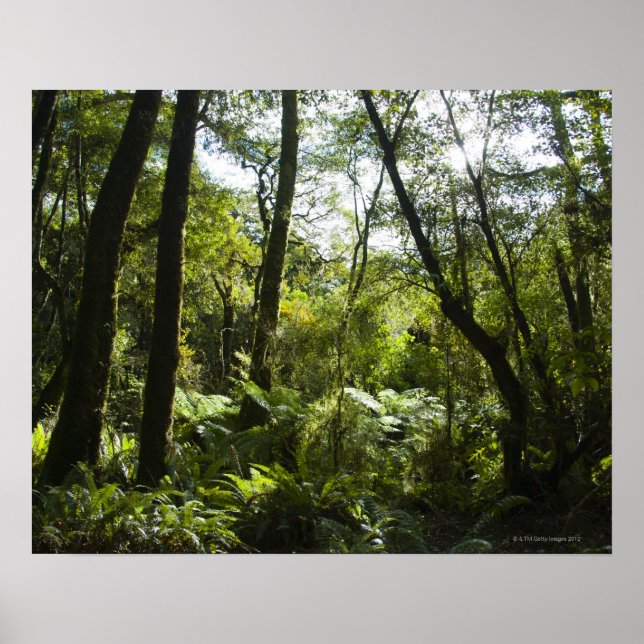 Póster Floresta tropical com árvores e árvores cobertas d (Frente)