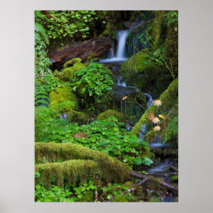 Poster Floresta tropical de outono Parque Nacional Olím