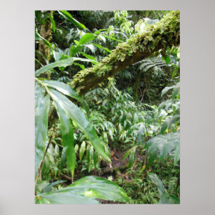 Póster Floresta tropical havaiana