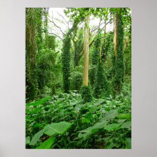 Póster Floresta tropical havaiana