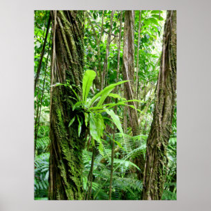 Póster Floresta tropical havaiana