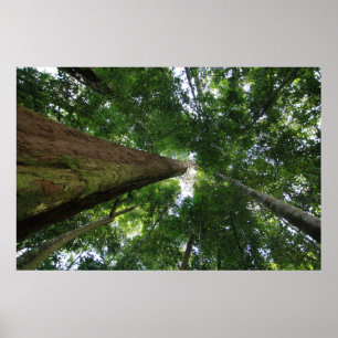 Poster Floresta tropical indonésia