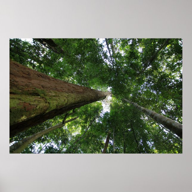 Poster Floresta tropical indonésia (Frente)