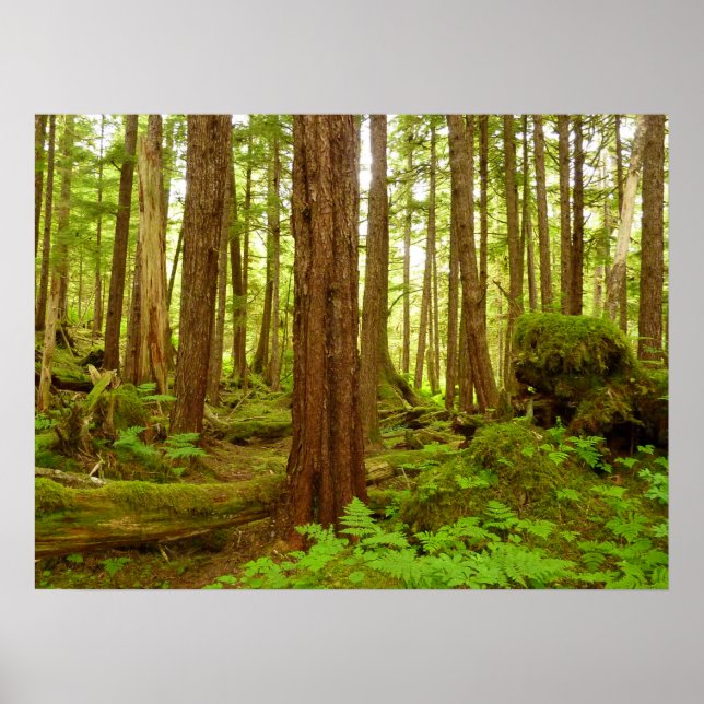 Póster Floresta Tropical Temperada do Alasca (Frente)
