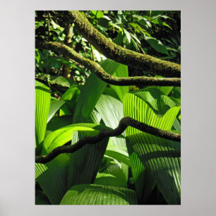 Póster Floresta tropical tropical havaiana