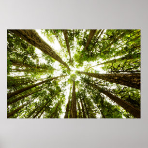 Poster Floresta tropical verde luxúria