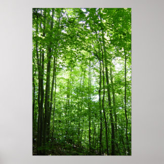 PÓSTER FLORESTA VERMONT