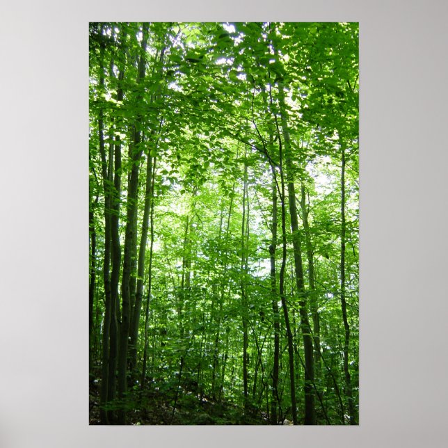 PÓSTER FLORESTA VERMONT (Frente)