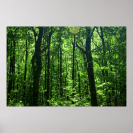 Poster florestal nº 6182