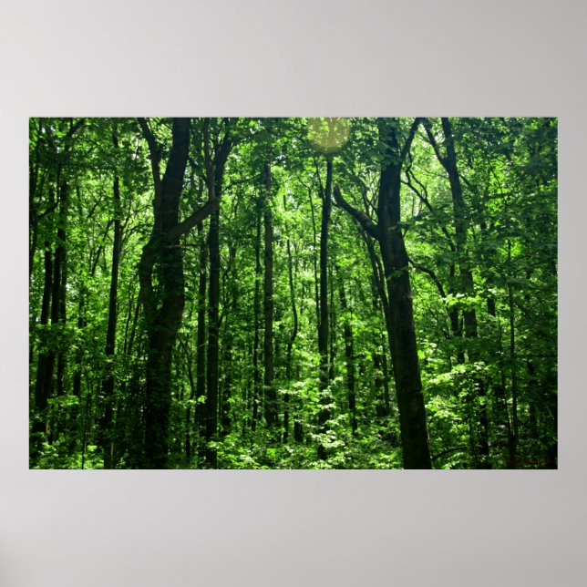 Poster florestal nº 6182 (Frente)