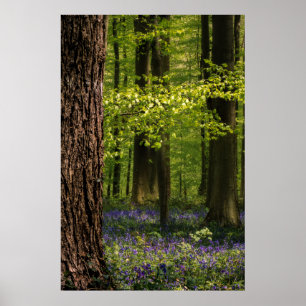 Poster Florestas Bluebells na Bélgica