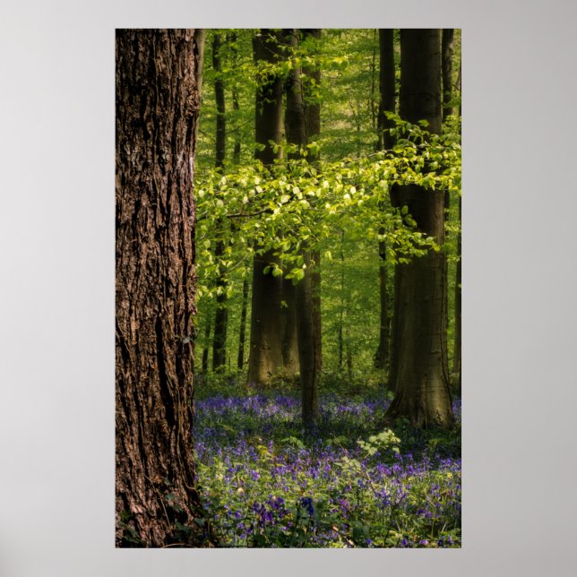 Poster Florestas | Bluebells na Bélgica (Frente)
