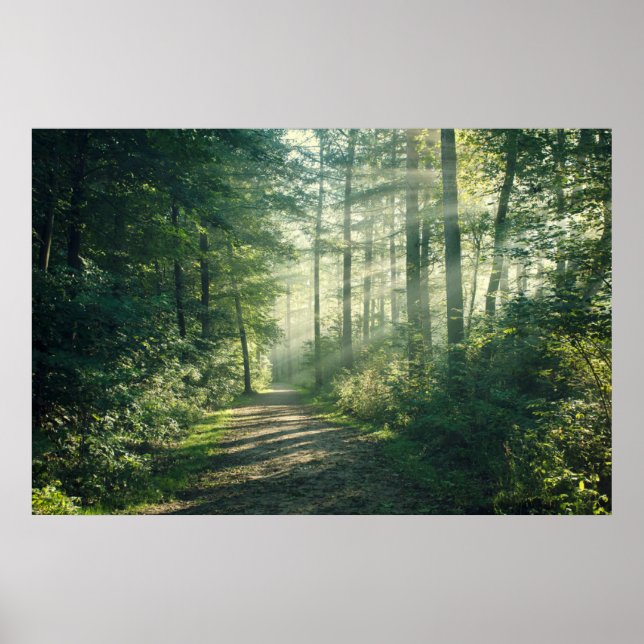 Poster Florestas | Caminho da Floresta Hamburgo Alemanha (Frente)