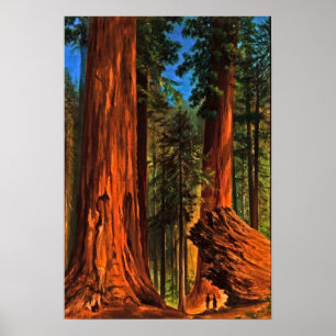 Poster Florestas de Sequoia Gigantes de Yosemite Valley C