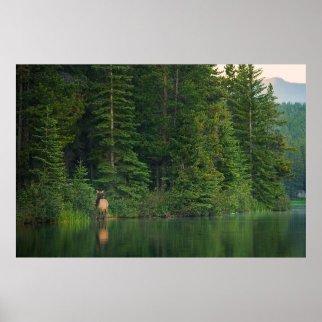 Poster Florestas | Elk no Banff National Park Alberta (Frente)