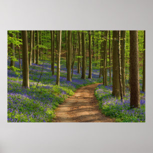 Poster Florestas Floresta Bluebell na Bélgica
