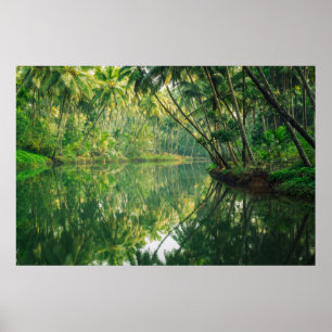 Poster Florestas Floresta Mangrove