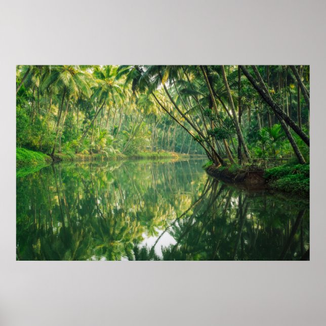 Poster Florestas | Floresta Mangrove (Frente)