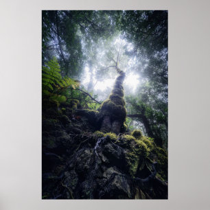 Poster Florestas Ilhas Canárias do Parque Rural de Anag