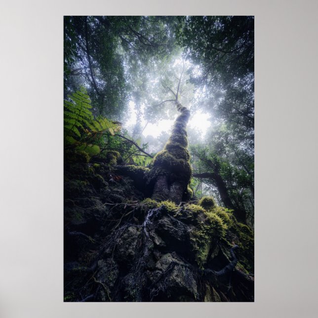 Poster Florestas | Ilhas Canárias do Parque Rural de Anag (Frente)