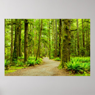 Poster Florestas Parque Nacional da Olimpiadas