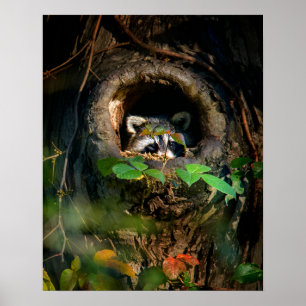 Poster Florestas   Raccoon Peeking