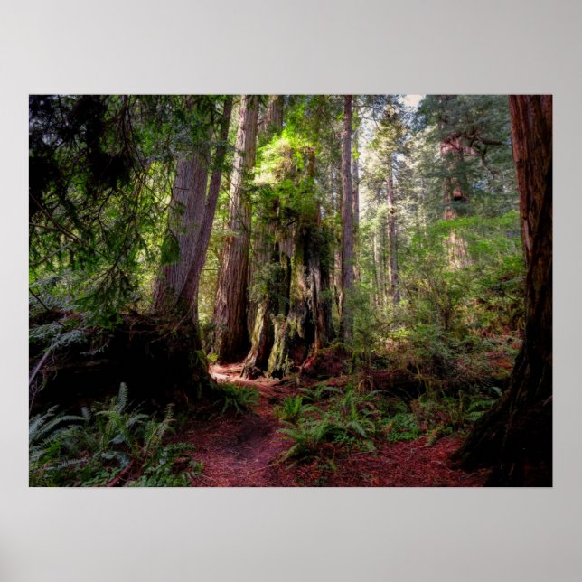 Poster Florestas | Sequoias Forest California (Frente)