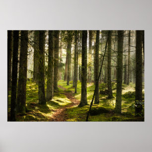 Poster Florestas Suecia florestal boreal
