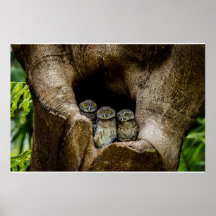 Poster Florestas Três Corujas