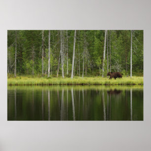 Poster Florestas Urso na Taiga Forest Norte, Finlândia