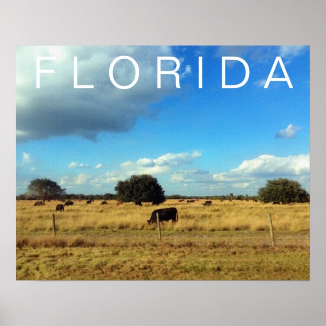 Póster Florida Cattle (Frente)