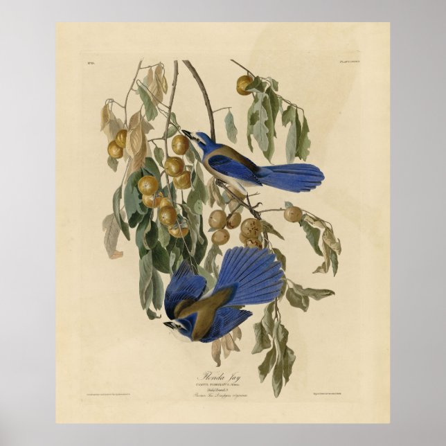 Poster Florida Jay (Scrub-Jay) Audubon's Birds of America (Frente)