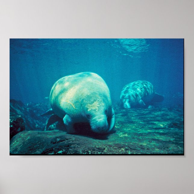 Poster Florida Manatee (Frente)