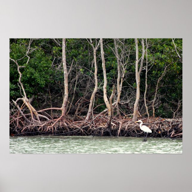 Poster Florida Mangroves (Frente)