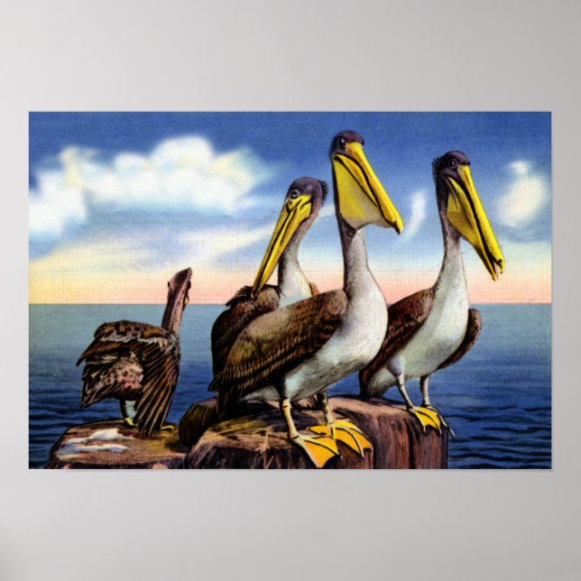 Póster Flórida Pelicanos sentados em pilotos de madeira (Frente)