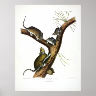 Poster Florida Rat (Eastern Woodrat) por Audubon