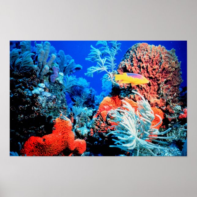 Poster Florida Reef (Frente)