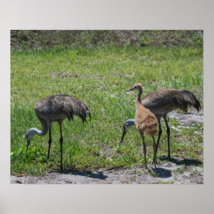 Poster Florida Sandhill Cranes a fotografia da natureza