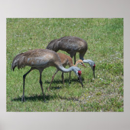 Poster Flórida Sandhill Cranes Caminhando Em Campo Verde