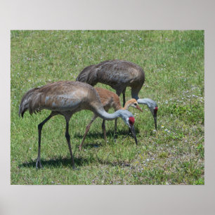 Poster Flórida Sandhill Cranes Caminhando Em Campo Verde