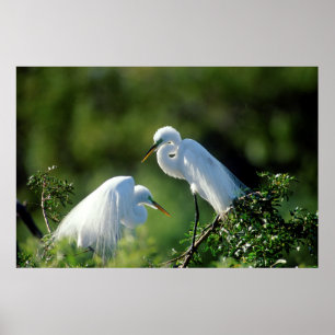 Poster Florida, Veneza, santuário de Audubon, Egret comu