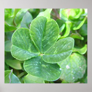 PÓSTER FLOVER DE QUATRO FOLHAS