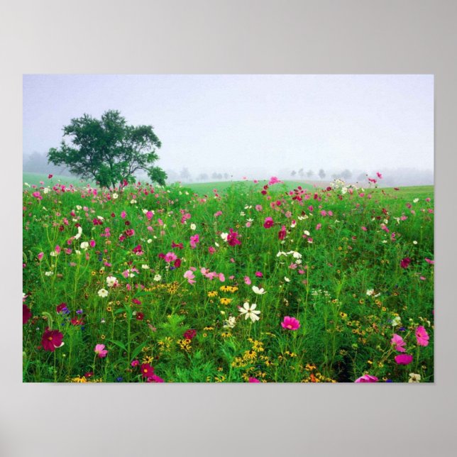 Poster Flower Field of Kentucky (Frente)