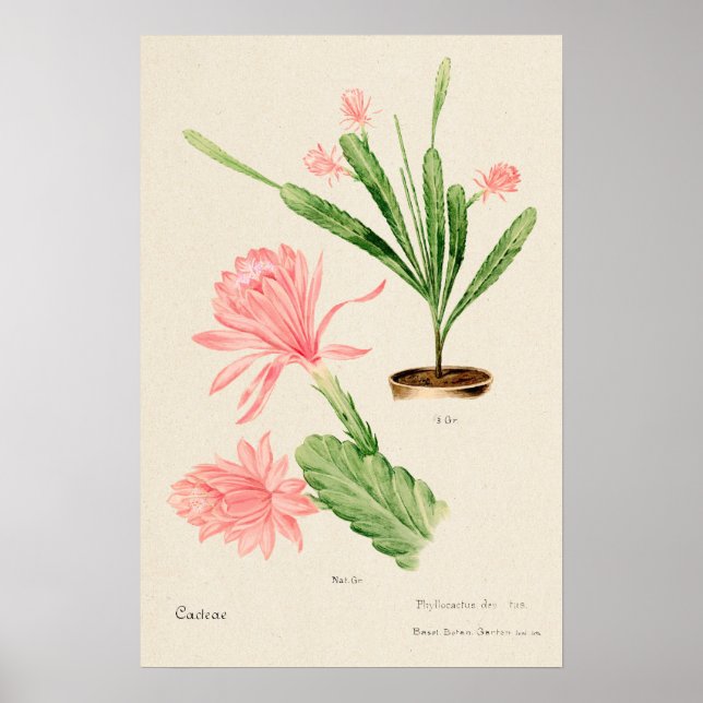 Poster Flower rosa Cactus Botanical Art (Frente)