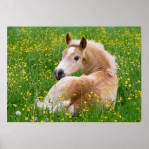 Poster Flowerbed bonito do potro do cavalo de Haflinger,