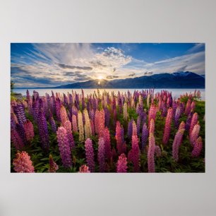 Poster Flowers Lupines New Zealand