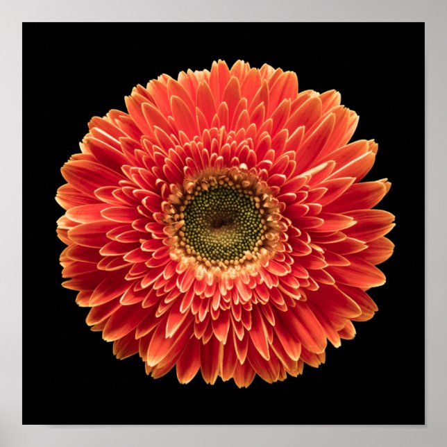 Poster Flowers | Orange Gerbera Daisy (Frente)